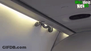 A Snake Is Crawling Under The Ceiling Of A Plane . GIF