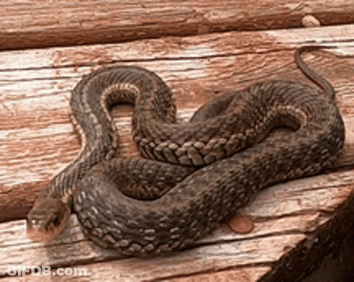 A Snake Is Curled Up On A Wooden Surface Next To A Coin GIF