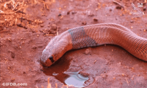 A Snake Is Drinking Water From A Puddle And The Bbc Logo Can Be Seen In The Corner GIF