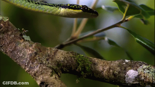 A Snake Is Hanging From A Tree Branch With A Green Background GIF