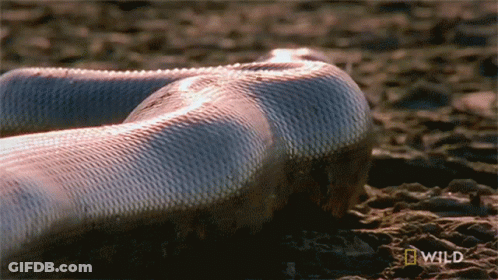 A Snake Is Laying In The Dirt With A National Geographic Wild Logo In The Background GIF