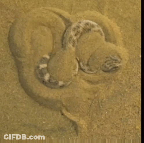 A Snake Is Laying In The Sand On A Sandy Beach GIF