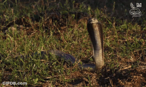 A Snake Is Standing In The Grass With A Film Snake Logo Behind It GIF