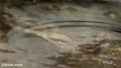 A Snake Is Swimming In A Body Of Water With A National Geographic Logo In The Corner GIF