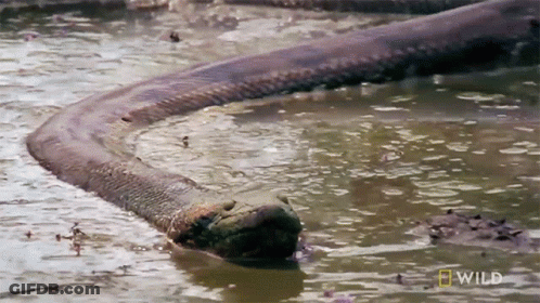 A Snake Is Swimming In A Body Of Water With A National Geographic Wild Logo On The Bottom GIF