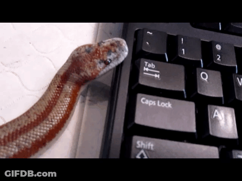 A Snake Laying On Top Of A Keyboard With The Tab And Caps Lock Keys Highlighted GIF
