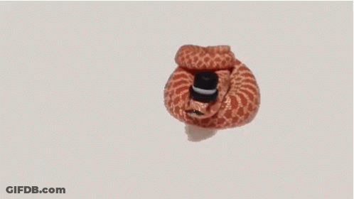 A Snake Wearing A Top Hat With Its Tongue Hanging Out . GIF