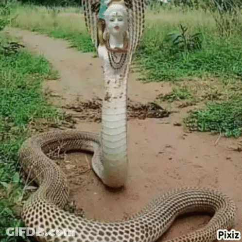 A Snake With A Statue Of Shiva On Its Head GIF