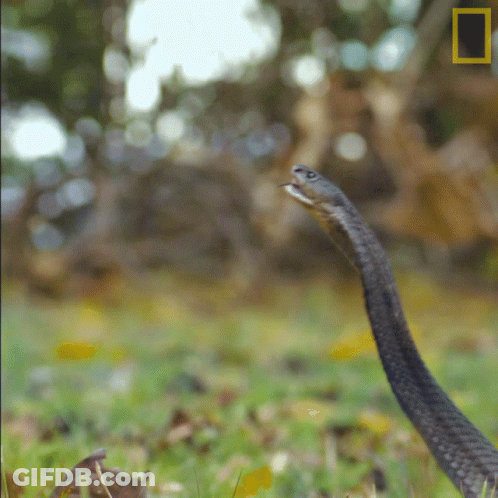 A Snake With Its Mouth Open And A National Geographic Logo In The Background GIF