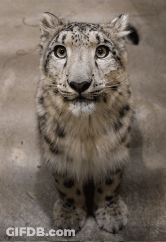 A Snow Leopard Cub Is Looking Up At The Camera GIF