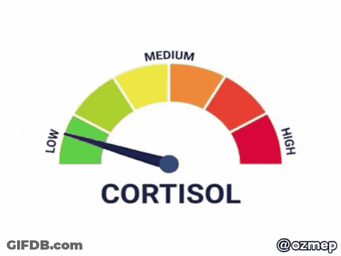 A Speedometer With The Word Cortisol In The Middle GIF