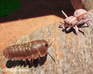 A Spider And A Bug Are Standing Next To Each Other On A Piece Of Wood GIF