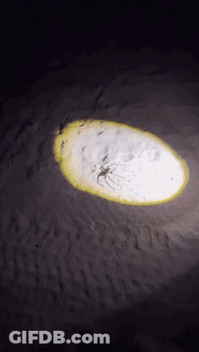 A Spider Is Crawling On The Ground Under A Flashlight GIF