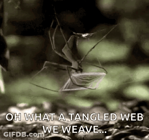 A Spider Is Eating Another Spider In A Web . GIF