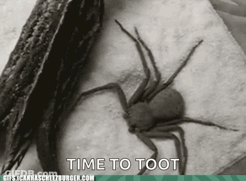 A Spider Is Sitting On A Napkin With The Words Time To Toot Written Below It GIF