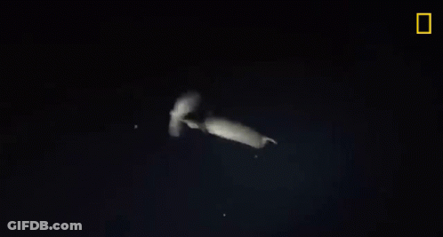 A Squid Is Swimming In The Dark With A Yellow Border . GIF