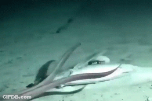 A Squid Is Swimming In The Ocean With A Fish In The Background . GIF