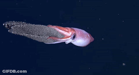 A Squid Is Swimming In The Ocean With A Long Tail . GIF