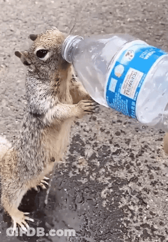A Squirrel Is Drinking From A Bottle That Says Sierra Mist GIF
