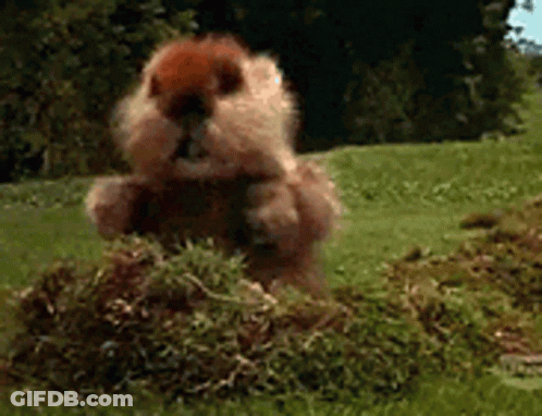 A Squirrel Is Eating Grass In A Field . GIF