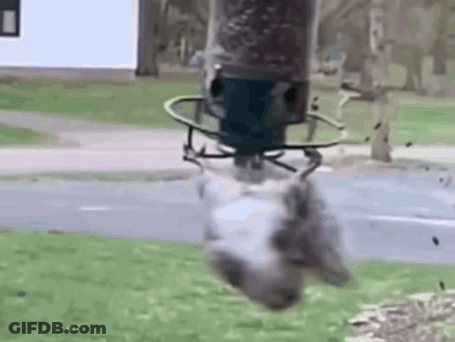 A Squirrel Is Hanging From A Bird Feeder . GIF