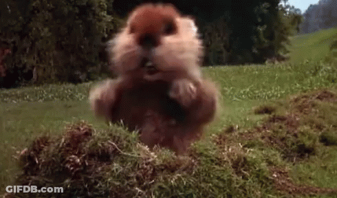 A Squirrel Is Jumping Out Of A Hole In The Ground GIF