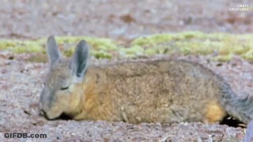 A Squirrel Is Laying On Its Back On The Ground . GIF