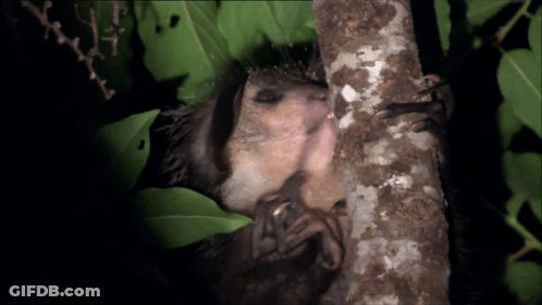 A Squirrel Is Licking A Tree Branch With Its Tongue GIF