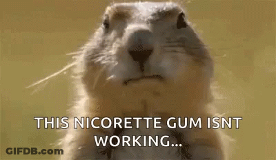 A Squirrel Is Looking At The Camera And Saying `` This Nicorette Gum Isn 'T Working ... '' . GIF