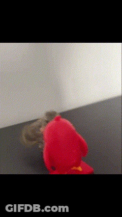 A Squirrel Is Playing With A Red Elmo Toy GIF