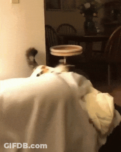 A Squirrel Is Sitting On A Table In A Room GIF
