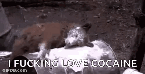 A Squirrel Is Sitting On Top Of A Barrel With The Words `` I Fucking Love Cocaine '' . GIF