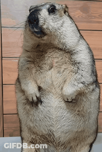 A Squirrel Is Standing On Its Hind Legs And Looking Up At The Camera GIF