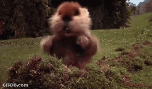 A Squirrel Is Standing On Its Hind Legs In A Field . GIF