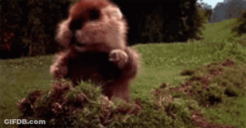A Squirrel Is Standing On Its Hind Legs In The Grass . GIF