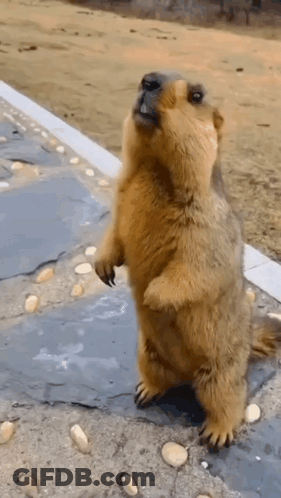A Squirrel Is Standing On Its Hind Legs On A Sidewalk . GIF