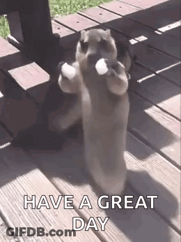 A Squirrel Is Standing On Its Hind Legs On A Wooden Deck Holding A Ball . GIF