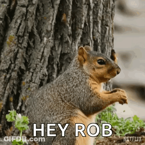 A Squirrel Standing Next To A Tree With The Words Hey Rob Written Below It GIF
