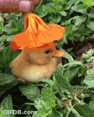 A Squirrel Wearing An Orange Hat Is Sitting In A Plant GIF