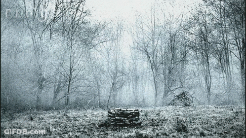A Stack Of Logs In The Middle Of A Forest GIF