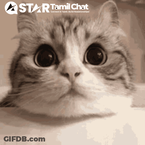 A Star Tamil Chat Advertisement With A Cat GIF