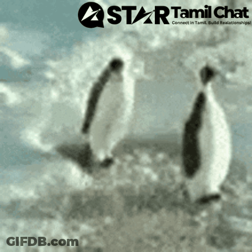 A Star Tamil Chat Logo With Two Penguins In The Foreground GIF
