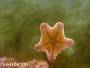 A Starfish Is Floating In The Water With A Jellyfish Behind It GIF