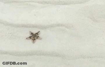 A Starfish Is Sitting On Top Of A Pile Of White Sand . GIF