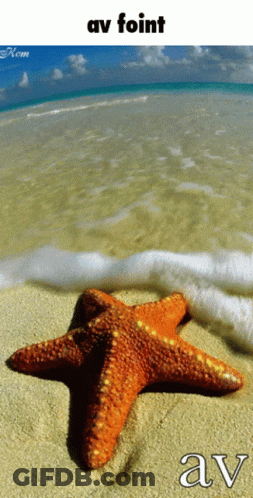A Starfish On A Beach With The Word Av Written On It GIF
