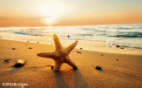A Starfish On A Sandy Beach With The Sun Shining On It GIF