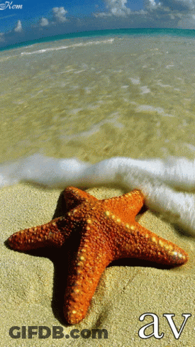 A Starfish On A Sandy Beach With The Word Av Written Below It GIF