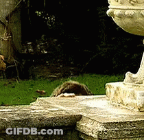 A Statue Of A Deer Is Sitting On A Stone Ledge GIF