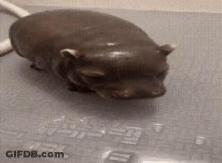 A Statue Of A Hippopotamus Is Standing On A Bathtub . GIF