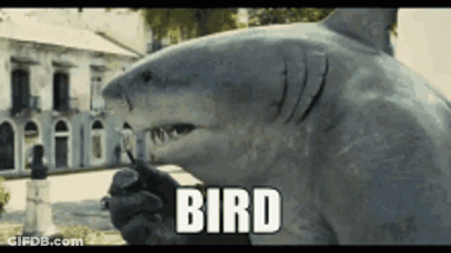 A Statue Of A Shark With The Word Bird Written On It GIF